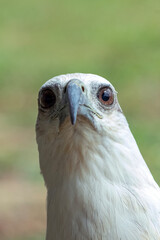 Close up of a white sea eagle