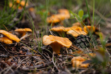 A group of chanterelles during mushroom picking in a pine forest