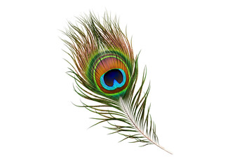 A single beautiful peacock feather with its distinctive eye pattern isolated on transparent background