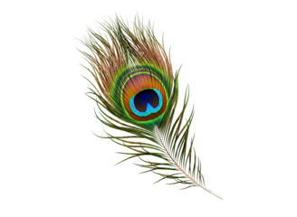 A single beautiful peacock feather with its distinctive eye pattern isolated on transparent background