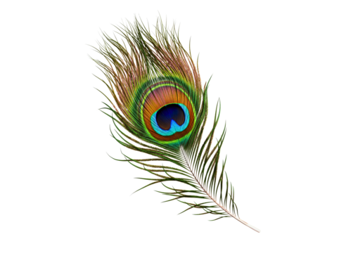 A single beautiful peacock feather with its distinctive eye pattern isolated on transparent background
