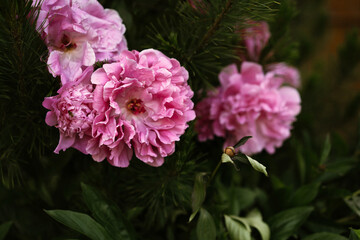 Close-Up of blooming pink peonies among pine tree branches