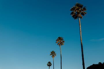 Obraz premium Palm trees against a bright blue sky
