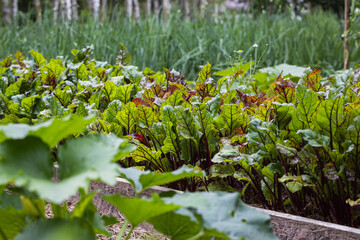 Beet Greens in Raised Garden Bed