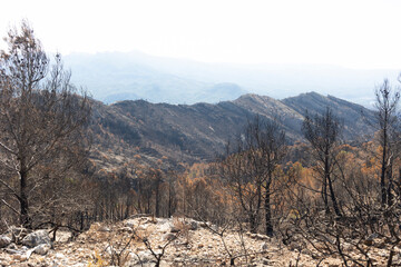 Devastating wildfire burning trees in mountain forest landscape