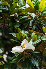 Obraz premium Beautiful white magnolia blooming in the park