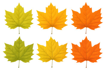 Realistic colorful maple leaves isolated on transparent background, perfect for autumn-themed designs