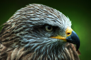 peregrine falcon photographed close-up