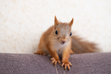 Curious squirrel sit on sofa with copy space