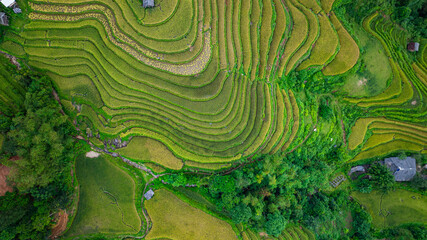 An aerial view of vibrant golden rice terraces curving across the hills, with small traditional huts nestled in between, showcasing the harmony between agriculture and nature in mountainous landscape