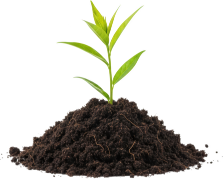 A small green seedling emerges from rich soil ready to grow plant growth transparent background