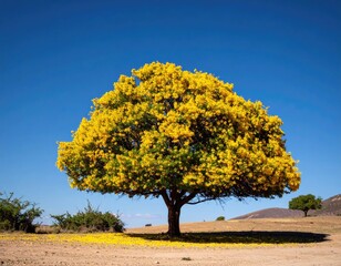 Single yellow flowering tree in a sunny landscape
