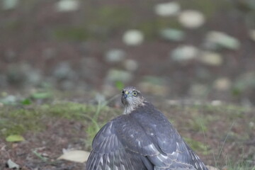 羽を広げたハイタカ