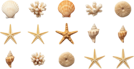 Collection of seashells and coral fragments including starfish scallops and spiral shells transparent background