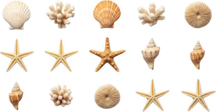 Collection of seashells and coral fragments including starfish scallops and spiral shells transparent background