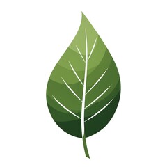 Isolated green leaf with visible veins, showcasing nature's simplicity and vibrant organic design on a white background.