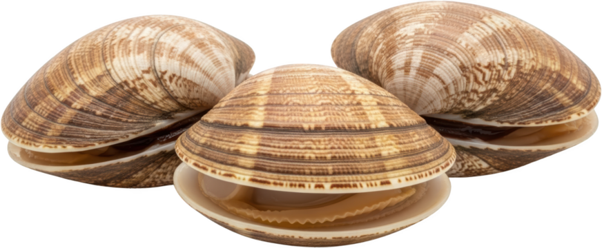Three raw clams with textured shells one slightly open revealing inner detail isolated on black transparent background