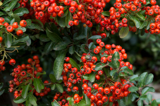 image of several bunches of red berries