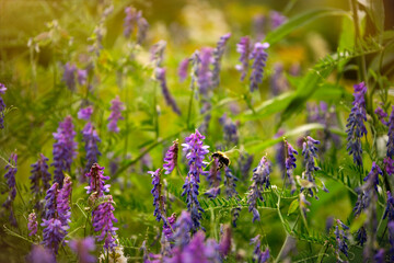 Beautiful blooming purple vicia flowers in the rustic garden