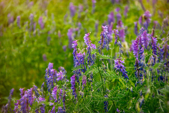 Beautiful blooming purple vicia flowers in the rustic garden