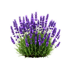 Naklejka premium Beautiful aromatic lavender plant, vivid purple blossoms on transparent background