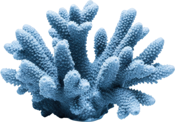 Blue Staghorn Coral Branch Detailed Texture Isolated Transparent Background For Easy Isolation Transparent Background