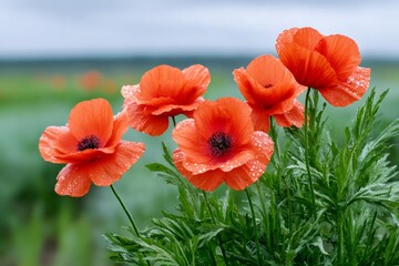 Obraz premium Red poppies blooming in the field after the rain