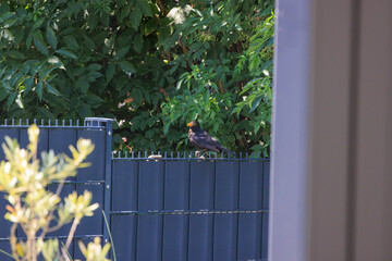 Vogel auf Zaun im Garten