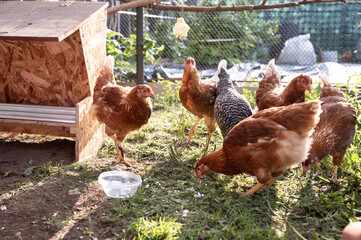 Group of chickens in a sunny backyard coop with feeder and water bowl
