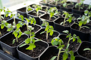 Naked Gardening Day. Vibrant green tomato seedlings in small black pots in sunlit greenhouse