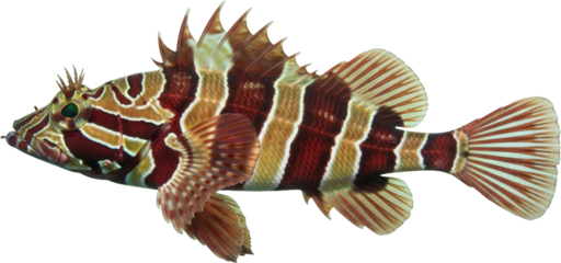 A striped marine fish with a distinctive pattern exhibiting red white and tan bands isolate