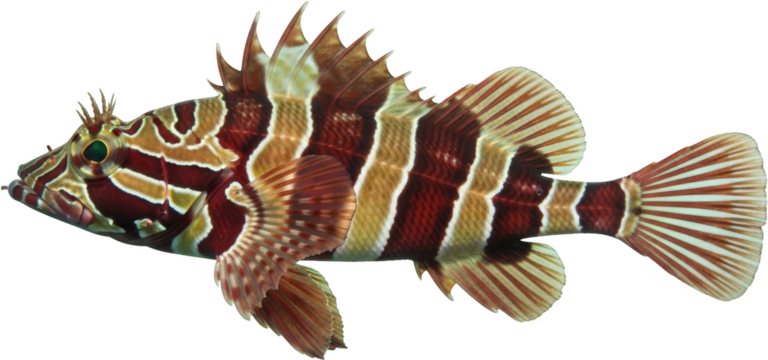 A striped marine fish with a distinctive pattern exhibiting red white and tan bands isolate