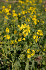 Bright yellow mustard flowers blooming in lush green field on a sunny day