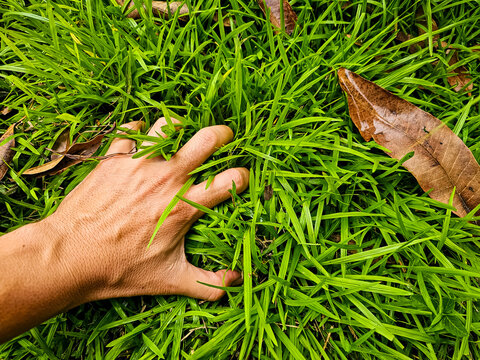 hands holding grass - Powered by Adobe