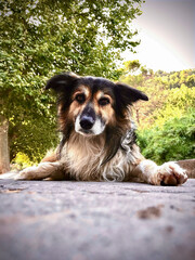 portrait of a dog lying at ground level and backlit illumination