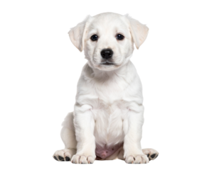 White Puppy Sitting with Head Tilted Curiously