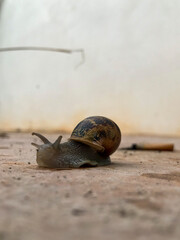 snail crawling on the asphalt on a cloudy day with blurred background