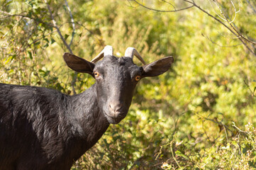 portrait of a black goat looking at the camera with natural background out of focus