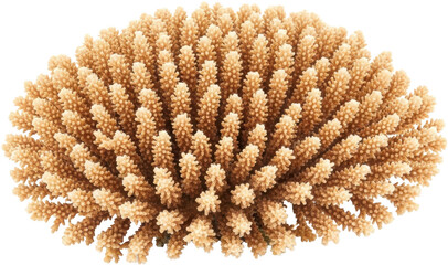 Close up view of branching stony coral structure with intricate details isolated on black...