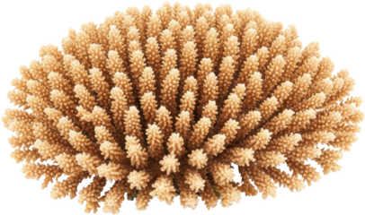 Close up view of branching stony coral structure with intricate details isolated on black transparent background