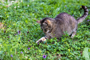 Tabby Cat Hunting in Meadow Grass