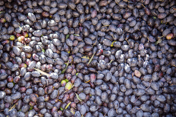 piles of freshly grown olives of different shades of color