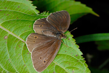Brauner Waldvogel,  Aphantopus hyperantus