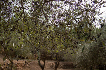 olives of different shades hanging from the branch of an olive tree with the background out of focus