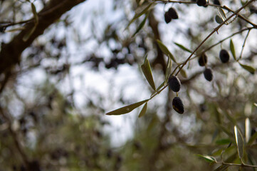 green and black olives hanging from the branch of an olive tree with out-of-focus background