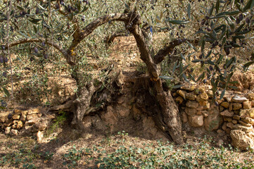 Hundred-year-old olive tree on the rocks of a field in a cultivation field