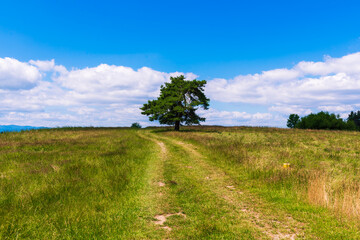 Single green tree at the end of a dirt path across a grassy hill, with a vivid blue sky and scattered clouds. Solitude, nature, and freedom concept. Poland