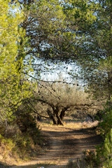 Obraz premium pine tree tunnel with olive tree in the background on a sunny day