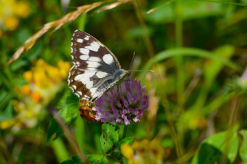 Schachbrett; Melanargia galathea