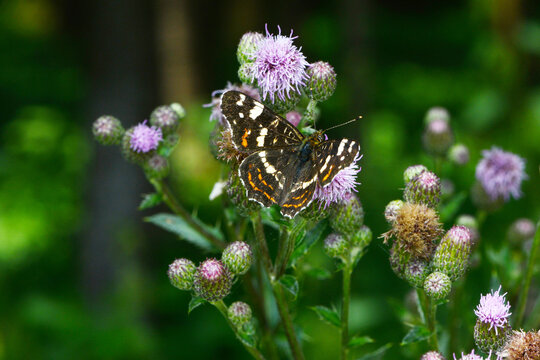 Landk&auml;rtchen, Landk&auml;rtchenfalter,  Araschnia levana